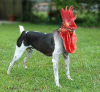 RoosterDog.png