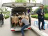 China Can't get enough Goat Milk.jpg