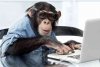monkey-typing.jpg