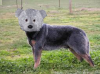 DoG bear.png