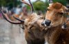 animal-couples-deer__880.jpg