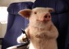 AUZ - maxwell the pig on the plane pointing to his phone.jpg