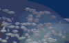 C078A1AD-115F-4EAA-8A39-AB5EFC28C227.gif