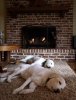 TwoDogsFireplace.jpg