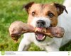 frightening-jaws-angry-dog-protecting-big-bone-demonstrating-teeth-fangs-81072934.jpg