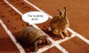 #TortoiseVhare.jpg