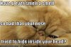 cat-smells-something-bad.jpg
