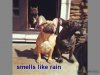 Funny-Animals-smells-like-rain.jpg
