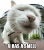 smell-cat.jpg