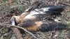 EAGLE 400 killed.jpg