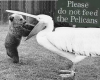 Pelican.png