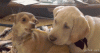 tumblr_ni6050J8Su1s391qwo1_400.gif