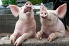 chinese pig.jpg