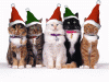 Funny-Christmas-Animated-Gif-12.gif