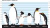 Penguin-heights.jpg