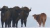 COW & BISON.jpg
