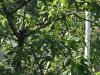 almonds 2.jpg