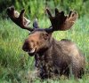 Moose-moose-30565840-468-440.jpg
