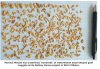 MZN seeds copy.jpg