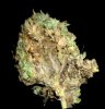 p_bud_rot_on_cannabis_buds_1.jpg
