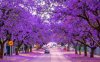 jacaranda-tree-removal-brisbane-1080x675.jpg