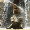 WKT - ELEPHANT Relaxing - Meet our Lindi Jumbo.png