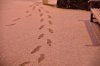 DSC_3971.jpg
