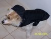 dooley and coat 1.jpg