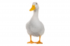 duck.0.png