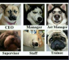 The k-9 Corporation.png