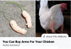 chicken arms.png