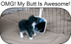 dog-omg-my-butt-is-awesome.gif