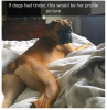 dogs tinder.png