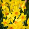 daffodils-during-spring-in-queenstown-new-zealand-royalty-free-image-862646142-1553028676.jpg