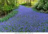 bluebell-flowers-river-dutch-park-600w-414157375.jpg