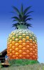 pineapple1.jpg