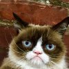 grumpy cat avatar.jpg