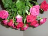 DSCN0427.jpg