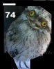 owl xx.JPG