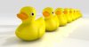 Photo-of-rubber-ducks-in-a-row_web-use.jpg