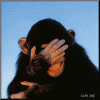 Laughing-chimp-gif-animation.gif