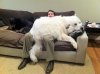 big-dogs-who-think-theyre-lap-dogs-3.jpg