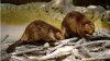 BEAVERS.jpg