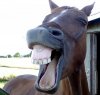 Horse-Laughing-Funny-Face-Picture-2.jpg