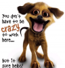 crazy dog.PNG