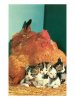 'Hen Sitting on Kittens' Art Print  _ Art_com.jpeg
