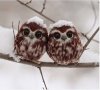 xmas owl.JPG