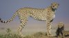 CHEETAH GOODBYES.jpg