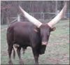 watusi-bull (1).jpg
