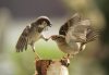 Male and female sparrow.jpg